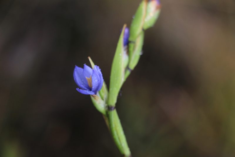 Orthrosanthus chimboracensis, photographed by Andrés Ramírez-Barrera