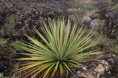 Puya goudotiana, photographed by Andrés Ramírez-Barrera