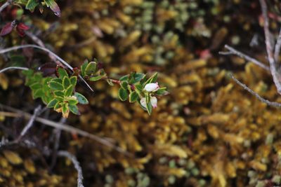 Gaultheria myrsinoides, photographed by Andrés Ramírez-Barrera