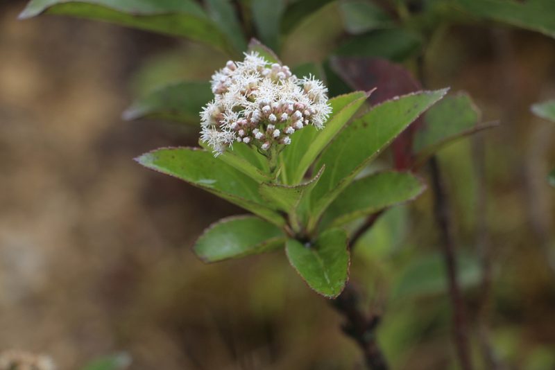 Ageratina tinifolia, photographed by Andrés Ramírez-Barrera