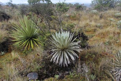 Espeletia argentea, photographed by Andrés Ramírez-Barrera