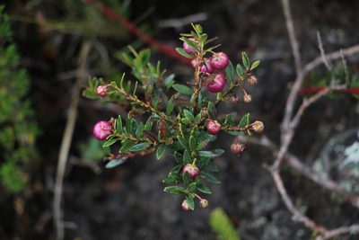 Gaultheria myrsinoides, photographed by Andrés Ramírez-Barrera