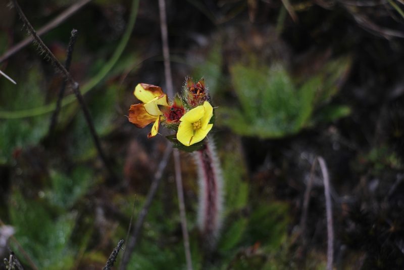 Castratella piloselloides, photographed by Andrés Ramírez-Barrera