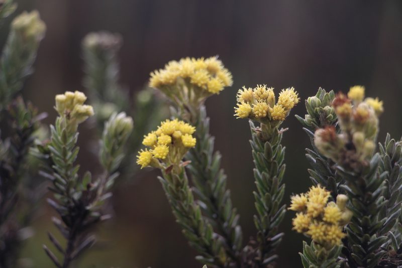 Pentacalia ledifolia, photographed by Andrés Ramírez-Barrera