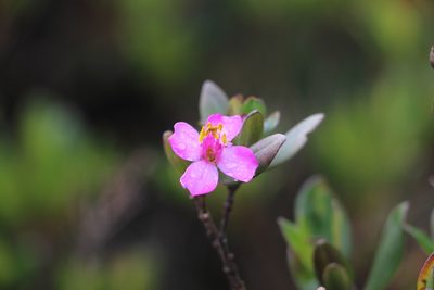 Bucquetia glutinosa, photographed by Andrés Ramírez-Barrera