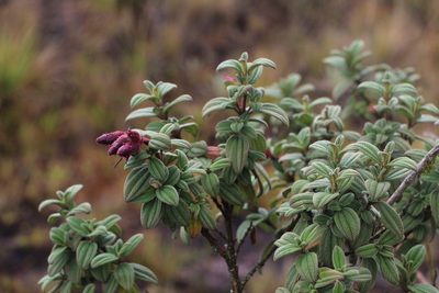 Chaetogastra grossa, photographed by Andrés Ramírez-Barrera