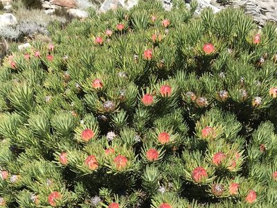 Leucadendron dregei, photographed by Ren Hoekstra