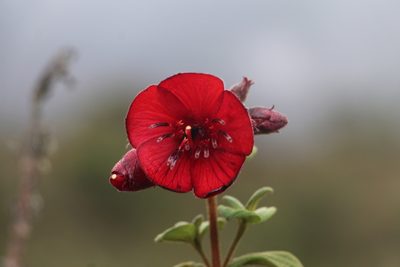 Chaetogastra grossa, photographed by Andrés Ramírez-Barrera