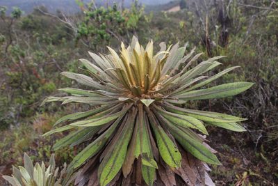 Espeletia corymbosa, photographed by Andrés Ramírez-Barrera