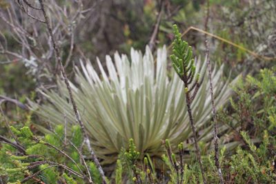 Espeletia argentea, photographed by Andrés Ramírez-Barrera