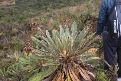 Espeletia corymbosa, photographed by Andrés Ramírez-Barrera