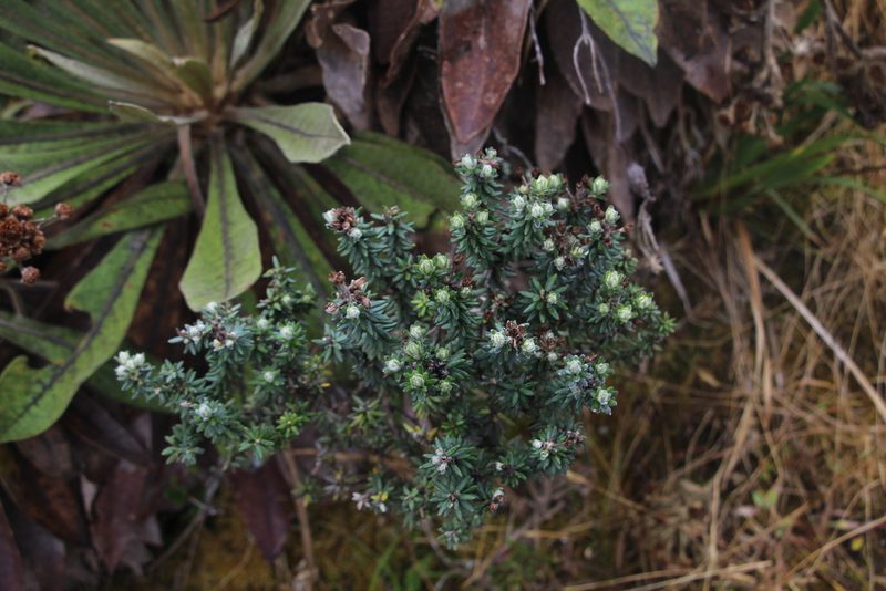Diplostephium phylicoides, photographed by Andrés Ramírez-Barrera