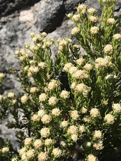 Phylica wittebergensis, photographed by Ren Hoekstra