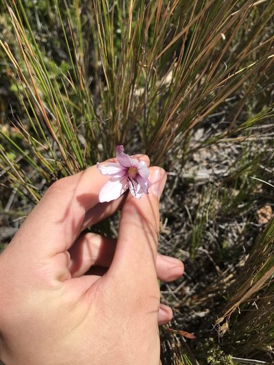 Geissorhiza fourcadei, photographed by Ren Hoekstra