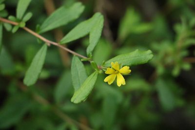 Hibbertia aspera, photographed by Greg Tasney