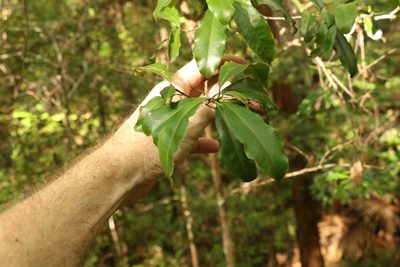 Myrsine variabilis, photographed by Greg Tasney