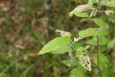 Astrotricha latifolia, photographed by Greg Tasney