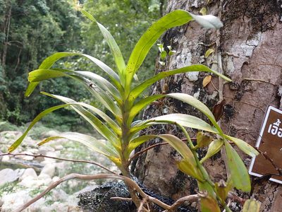 Aerides falcata, photographed by luluchouette