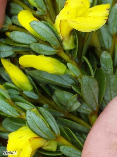 Cyclopia sessiliflora, photographed by Chris Vynbos