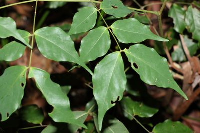Archidendron grandiflorum, photographed by Greg Tasney