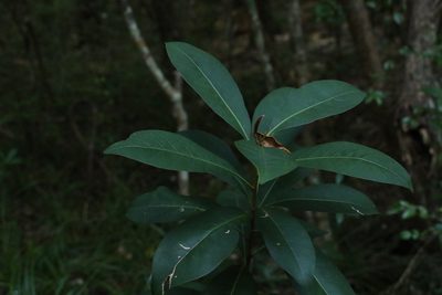 Pleioluma queenslandica, photographed by Greg Tasney