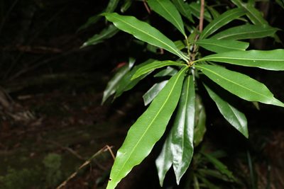 Planchonella chartacea, photographed by Greg Tasney