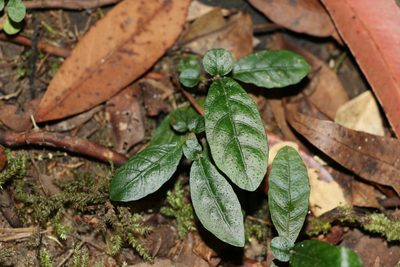 Brunoniella spiciflora, photographed by Greg Tasney