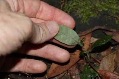 Brunoniella spiciflora, photographed by Greg Tasney