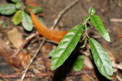 Brunoniella spiciflora, photographed by Greg Tasney