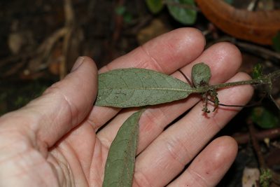 Brunoniella spiciflora, photographed by Greg Tasney