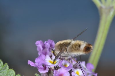 Lippia junelliana, photographed by aacocucci