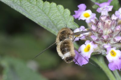 Lippia junelliana, photographed by aacocucci