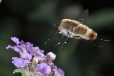 Lippia junelliana, photographed by aacocucci