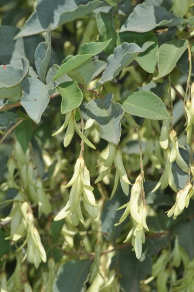 Ruprechtia apetala, photographed by aacocucci