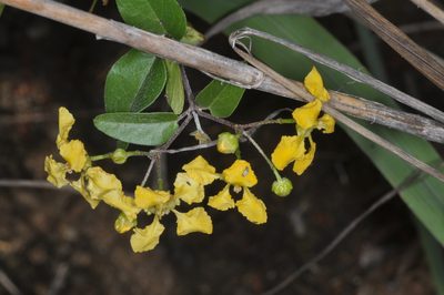 Janusia guaranitica, photographed by aacocucci