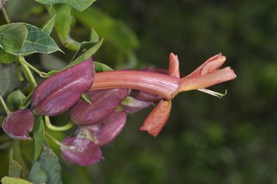 Dolichandra cynanchoides, photographed by aacocucci