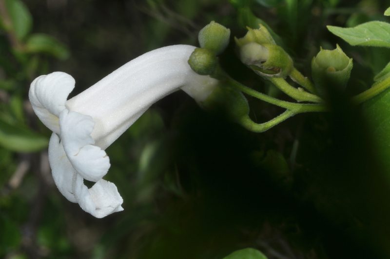 Amphilophium carolinae, photographed by aacocucci