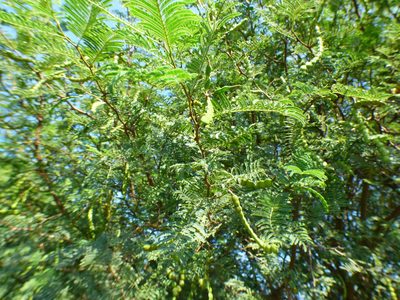 Vachellia aroma, photographed by Pablo H Capovilla
