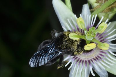 Passiflora morifolia, photographed by aacocucci