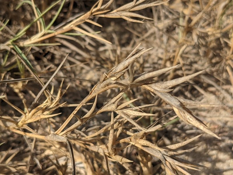Jouvea pilosa, photographed by Zoltán Stekkelpak