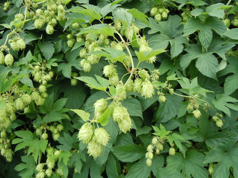 Humulus americanus, photographed by Matt Lavin