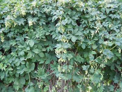 Humulus americanus, photographed by Matt Lavin