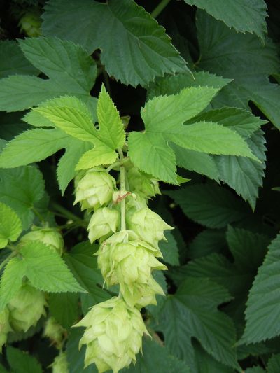 Humulus americanus, photographed by Matt Lavin