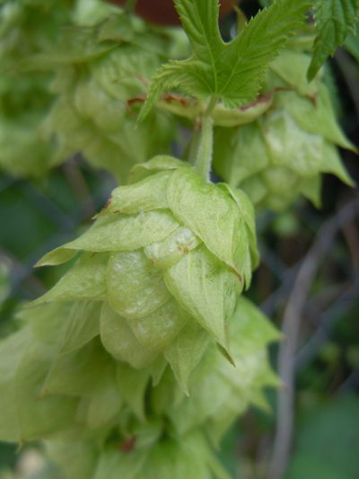 Humulus americanus, photographed by Matt Lavin