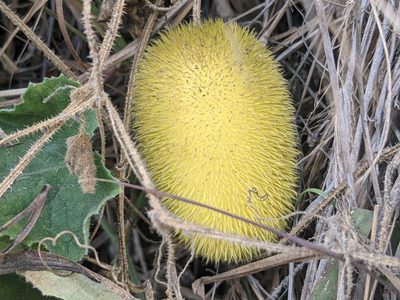 Cucumis dipsaceus, photographed by Zoltán Stekkelpak