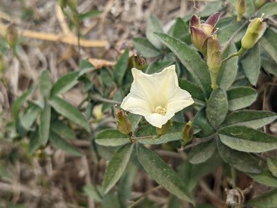 Distimake quinquefolius, photographed by Zoltán Stekkelpak
