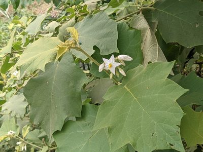 Solanum ferrugineum, photographed by Zoltán Stekkelpak