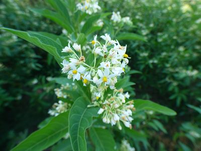 Solanum argentinum, photographed by Pablo H Capovilla