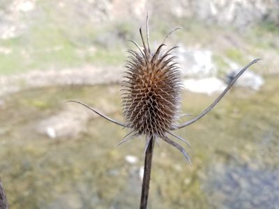 Dipsacus sativus, photographed by Jonathan Curley