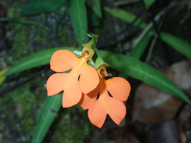 Habenaria rhodocheila, photographed by luluchouette